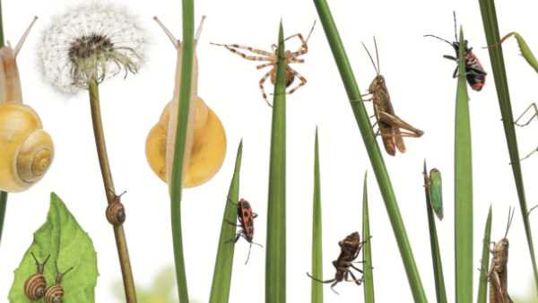 Bugs